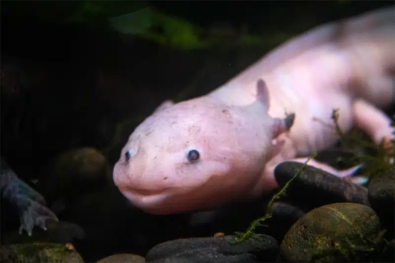 axolotl as pet