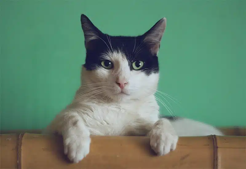 male cat