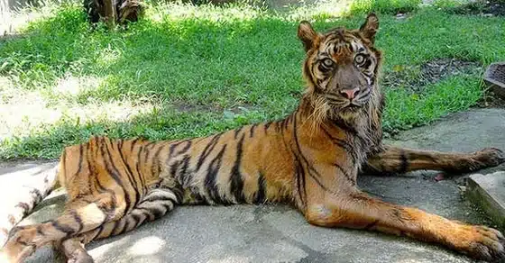 ‘Zoo Of Death’ In Surabaya Is A Nightmare For Animals (Updated 2024)