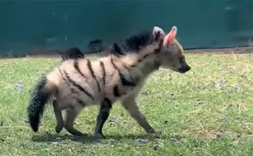 Vets Rescue a Mystery Animal, Realize it’s an Aardwolf Puppy