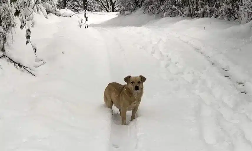 Freezing Dog Abandoned in the Snow by his Owners: Watch His Emotional Rescue