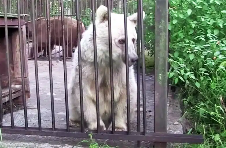Captive Brown Bear’s Shocking Transformation Stuns Her Rescuers (Watch the Video)