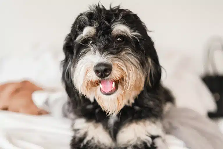 Bernedoodle Haircuts: Your Essential Guide for Proper Grooming