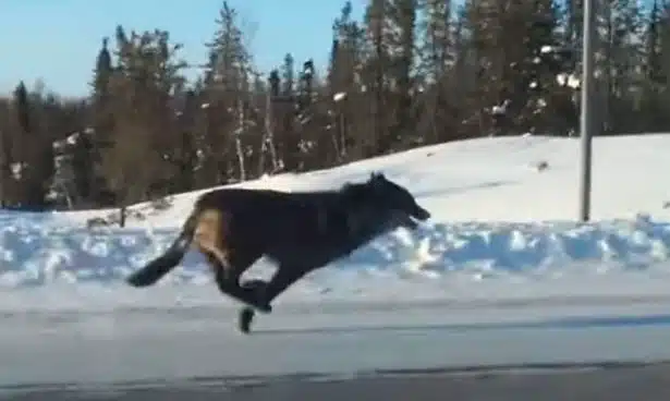 Watch a Huge Black Wolf Running Down a Highway at Top Speed [Video]