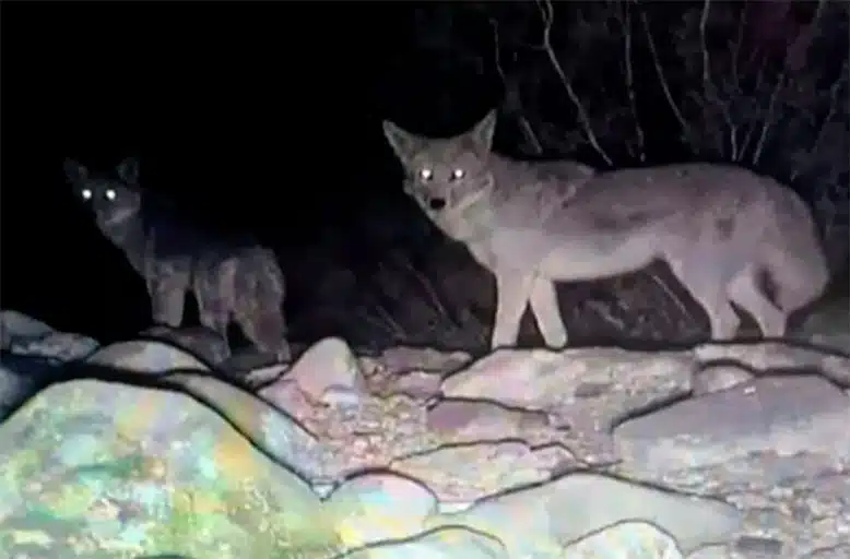 Abandoned White Dog Spotted Living with Wild Coyotes in the Desert