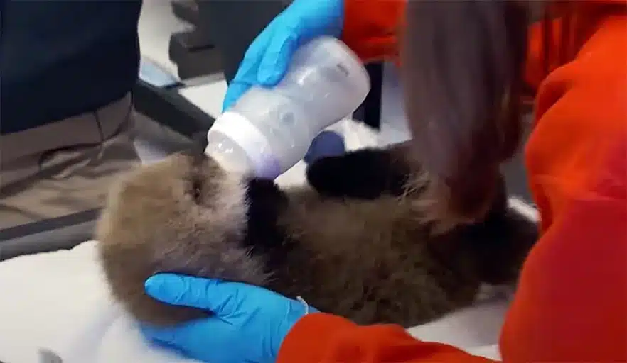 Sea Otter Pup Rescue in Alaska: Watch How Volunteers Save the Tiny Creature