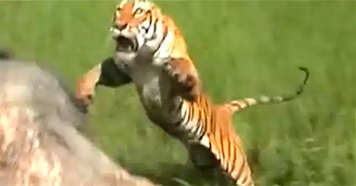 Tiger vs Elephant: Watch a Tiger Jump on an Elephant to Attack a Man Riding it