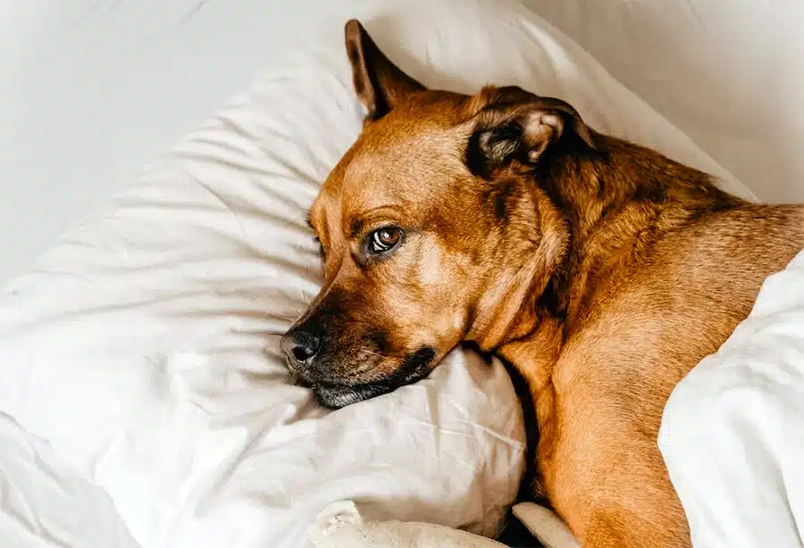 tired dog in bed