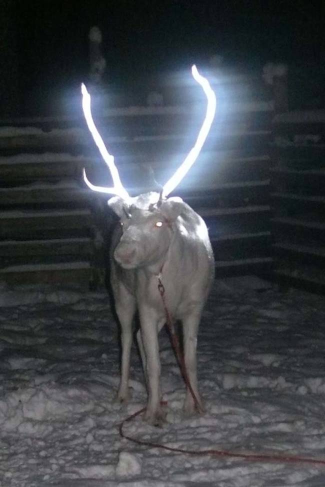 02 creepy reindeer facts