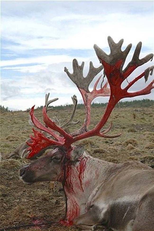 03 creepy reindeer facts