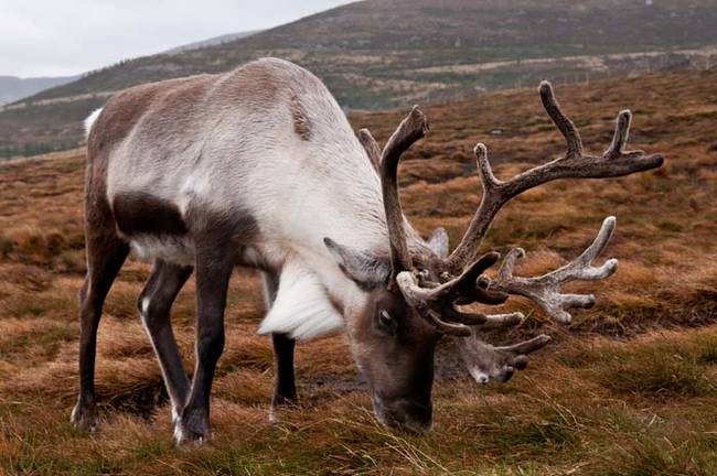04 creepy reindeer facts