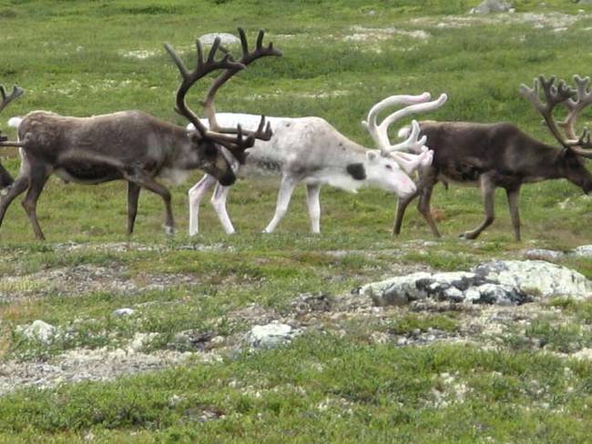06 creepy reindeer facts