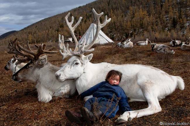 08 creepy reindeer facts