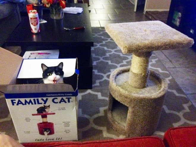 13 expensive gifts cats