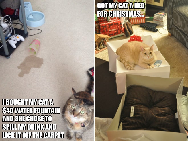 18 expensive gifts cats