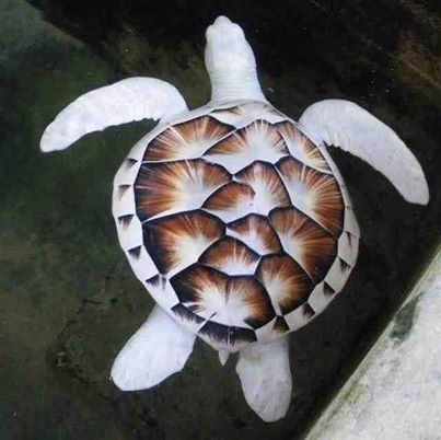 Albino sea turtle