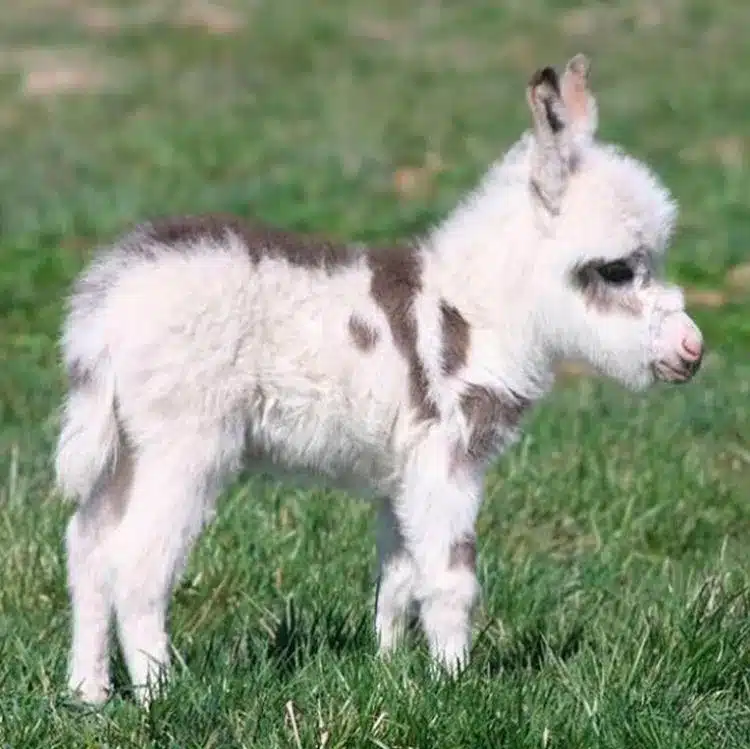 Real Miniature Donkey