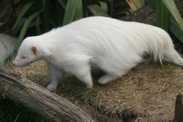 albino animals 15