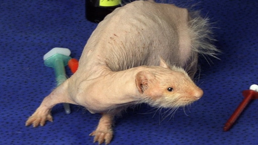 Unusually Hairless Mammals: The Cute, The Funny, And The Just Plain Scary