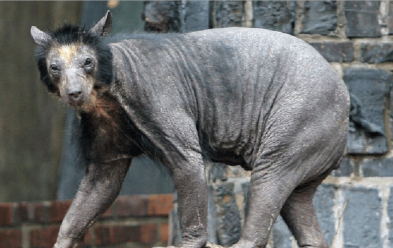 A Hairless Bear: Turns Out Bald Bears Are Anything But Cute