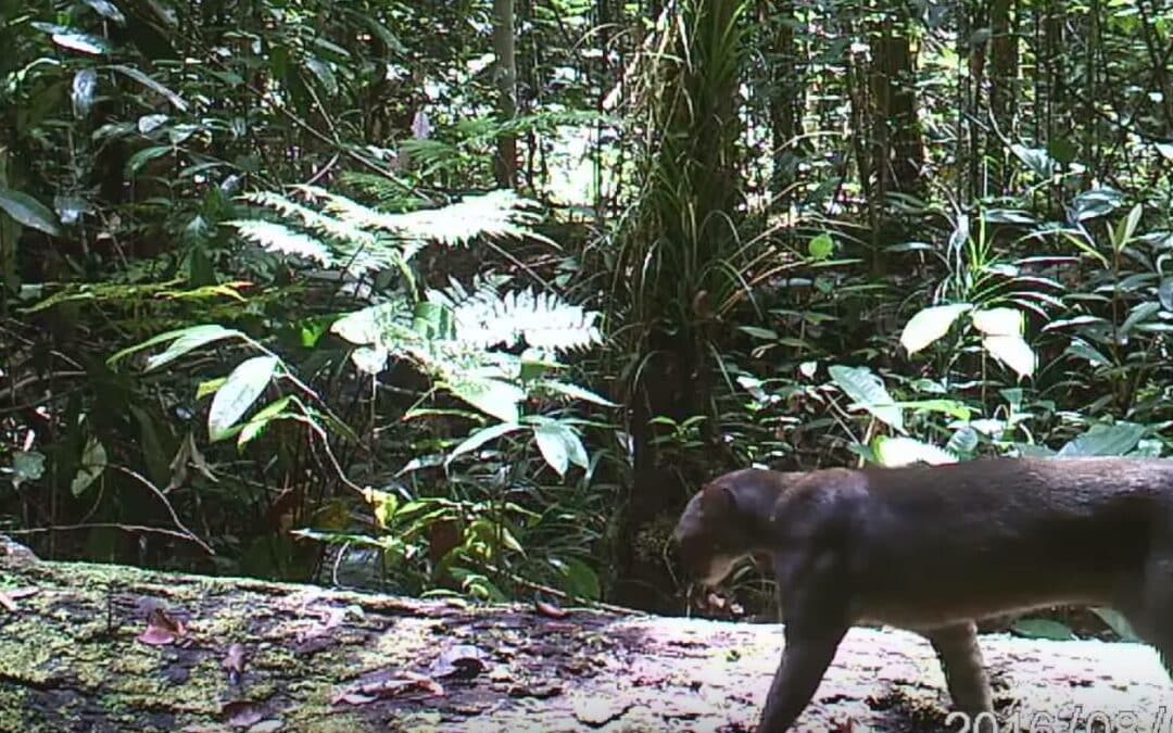 The Bay Cat: Jungle Creature That Eluded Scientists Finally Caught On Film