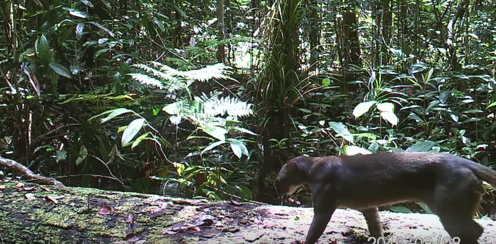 The Bay Cat: Jungle Creature That Eluded Scientists Finally Caught On Film