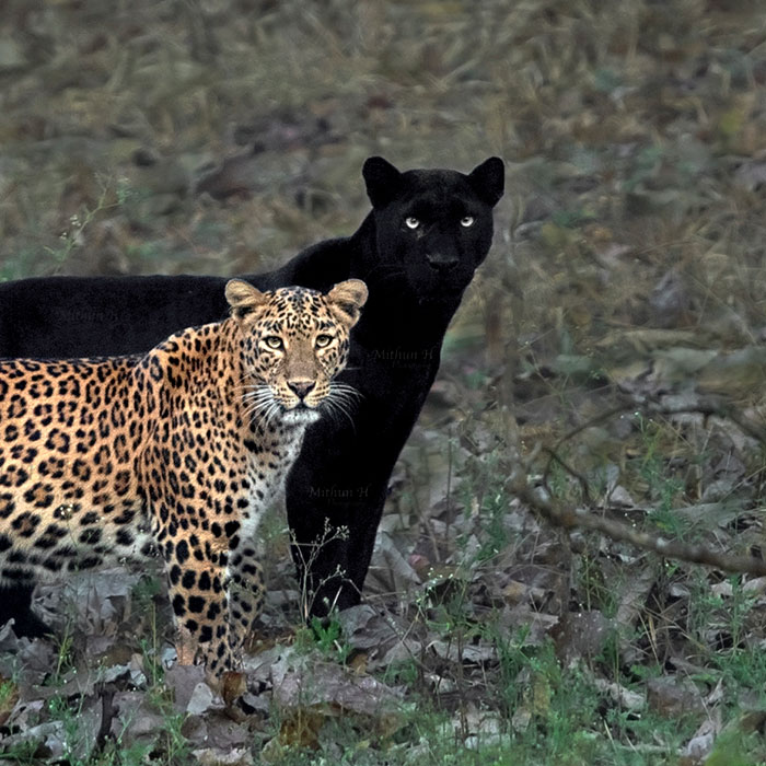black and colored leopard