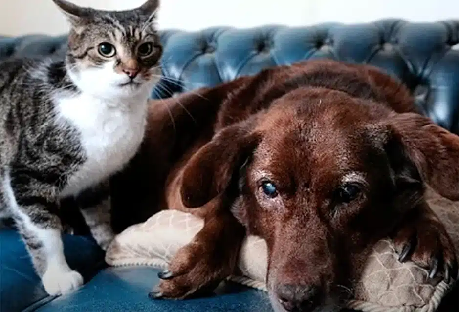 blind dog and cat