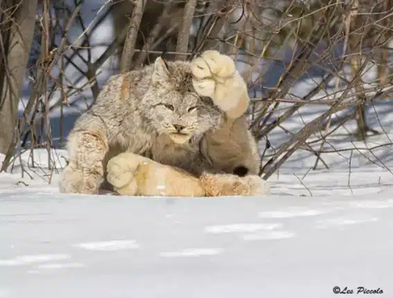 The Canadian Lynx Has Massive Paws That Act Like Huge Snowshoes