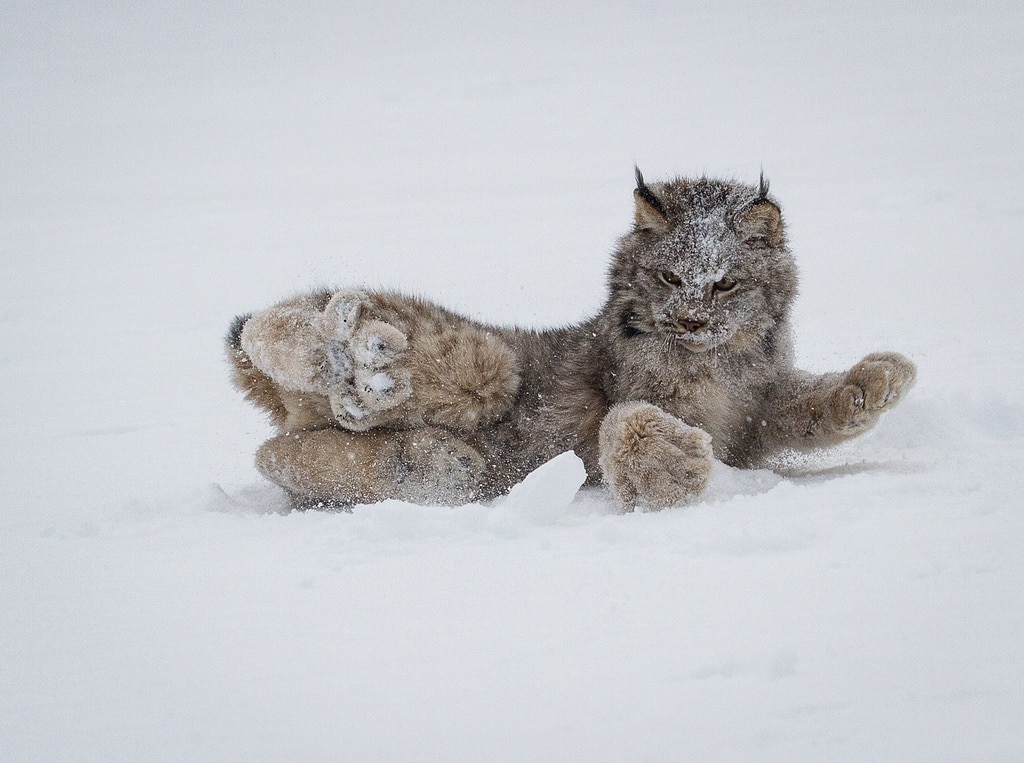 canadian lynx snow