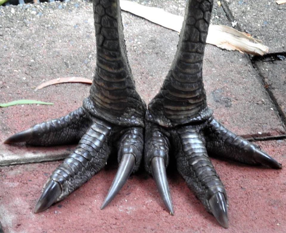 cassowary claw