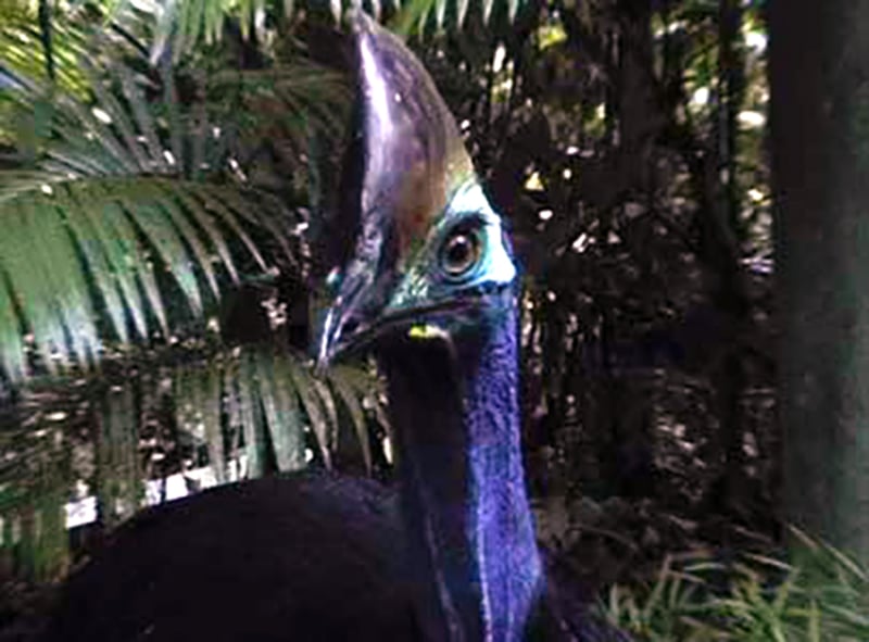 Cassowary Attacks: Why It’s The World’s Most Dangerous Bird