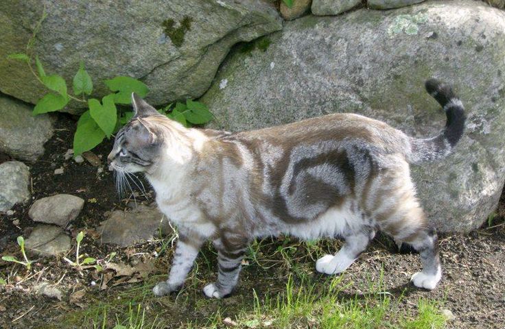 cat fur markings 15