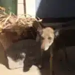 coyote rescue