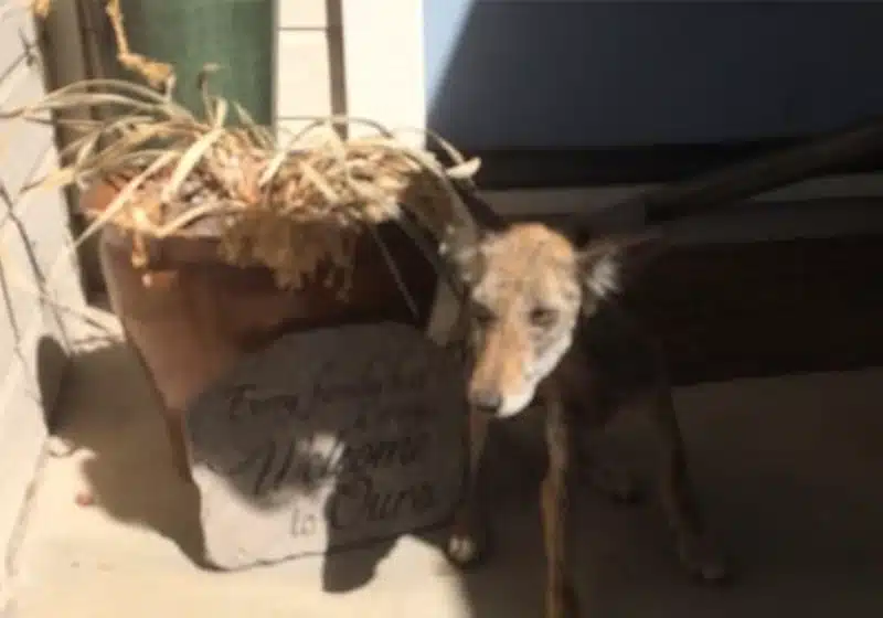 Woman Rescues “Dog” That Turns Out To Be Wild Coyote