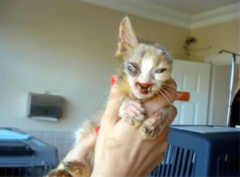 disfigured cat rescued