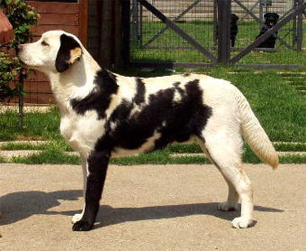 dog coat markings 13