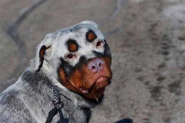 Dogs With The Most Unusual Coat Markings And Color Variations / Mutations