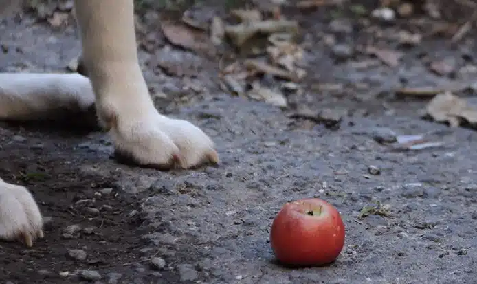 dog eat apple