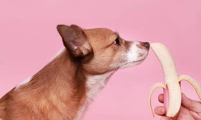 dog eat banana