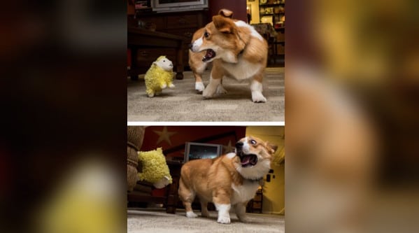 dog reactions 12