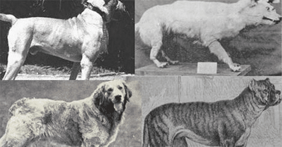 23 Extinct Old Dog Breeds That No Longer Exist Today