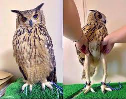 great horned owl legs without feathers
