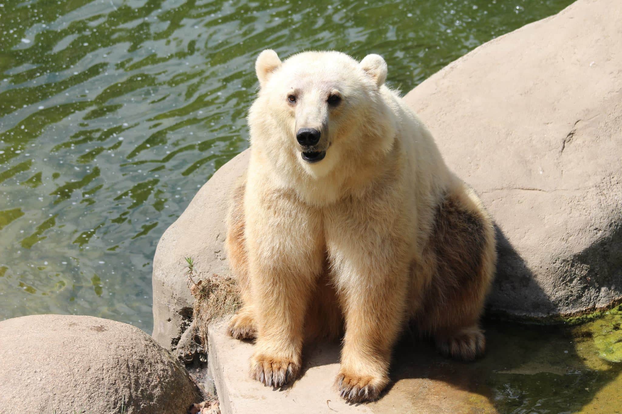 grizzly polar bear hybrid