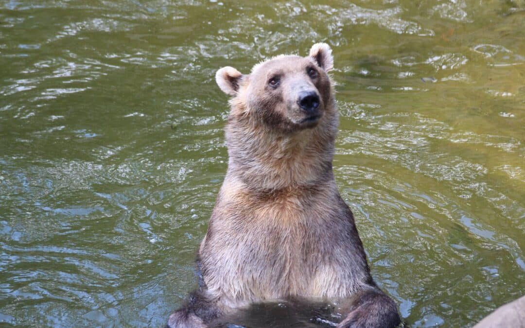 Grolar Bear Or Pizzly: All About The Grizzly-Polar Bear Hybrid