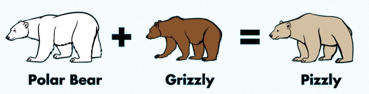 grolar bear or pizzly e1701022494396