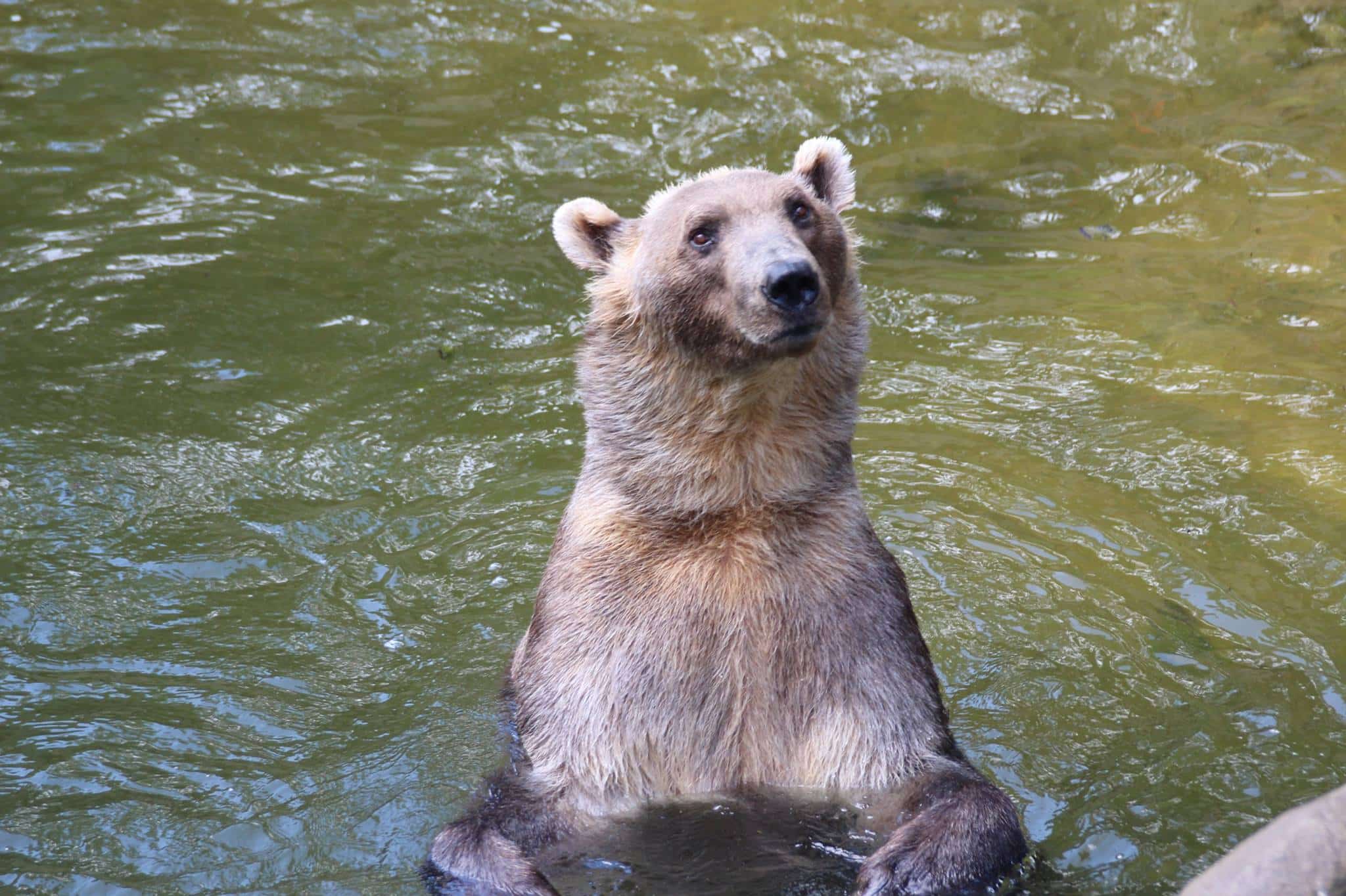Grolar Bear Or Pizzly: All About The Grizzly-Polar Bear Hybrid
