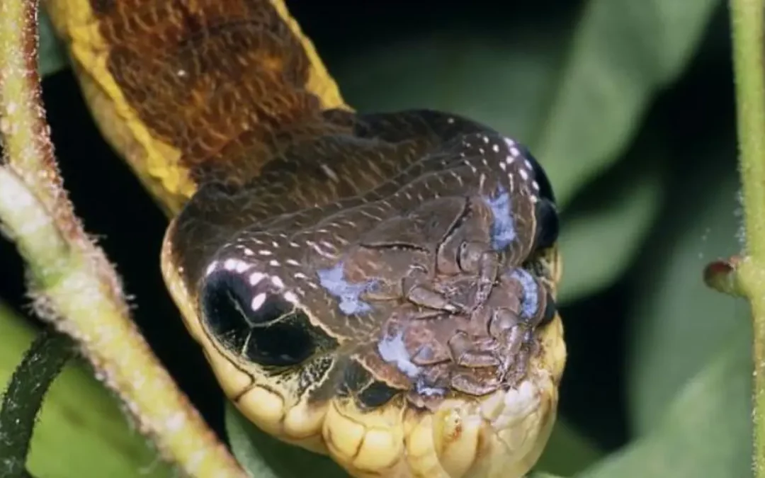 Hawk Moth Caterpillars Looks Just Like Real Snakes