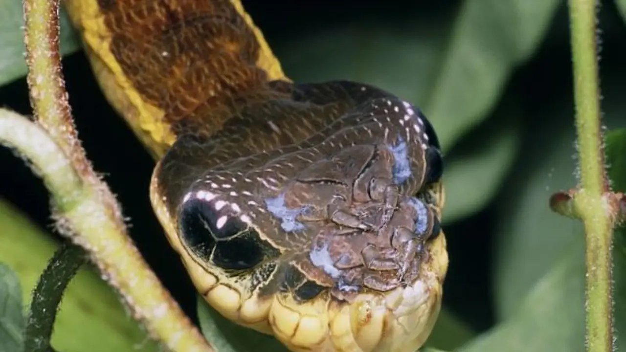 Hawk Moth Caterpillars Looks Just Like Real Snakes