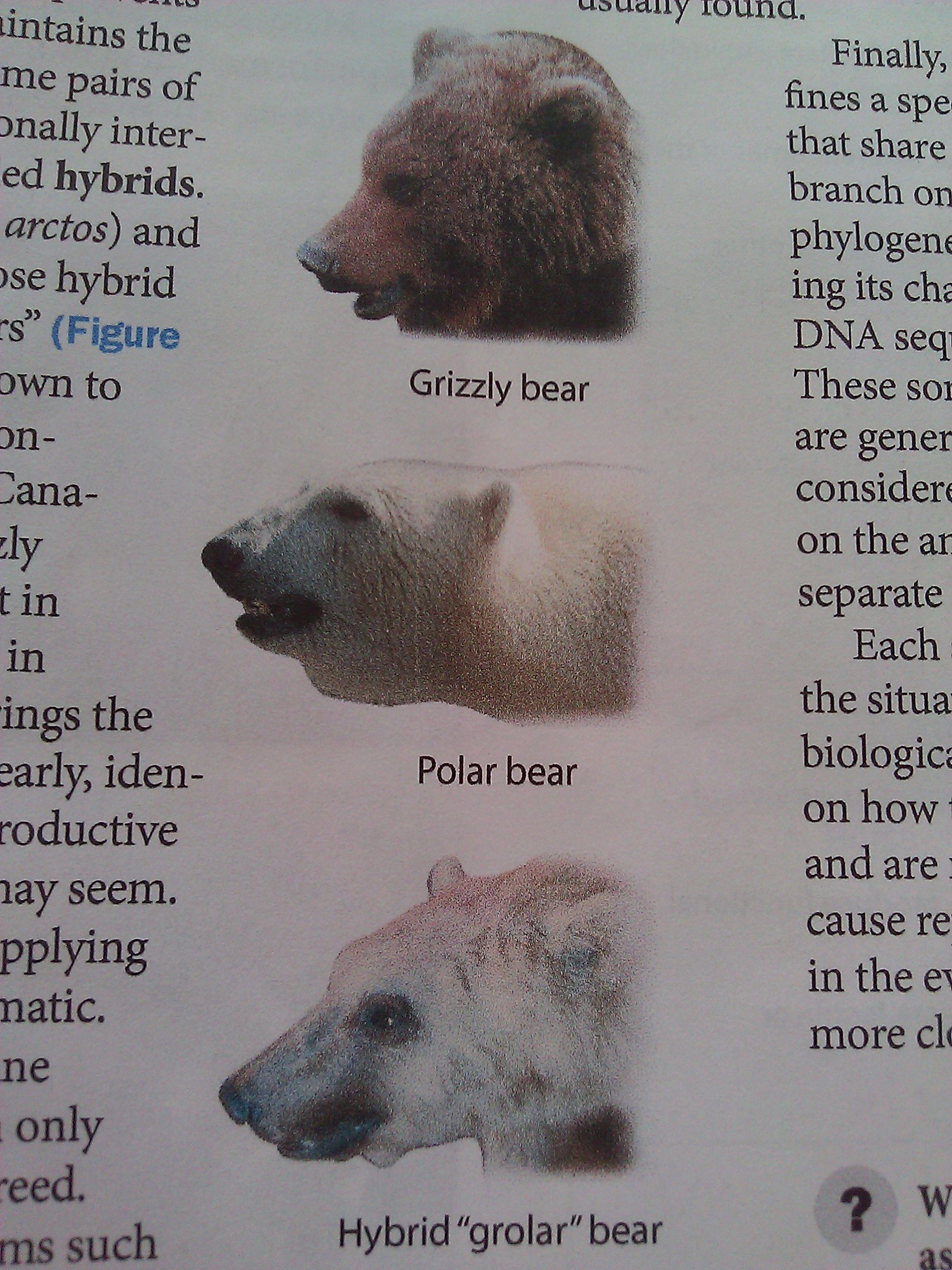 hybrid polar grizzly bear